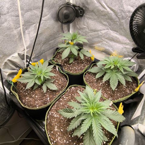 Tropicana Cookies FF growlog timeline photo
