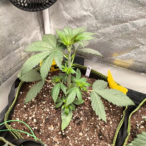 Purple Lemonade FF growlog timeline photo