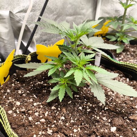Tropicana Cookies FF growlog timeline photo