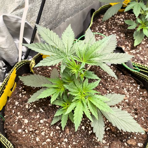 Tropicana Cookies FF growlog timeline photo