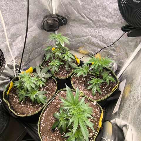 Tropicana Cookies FF growlog timeline photo