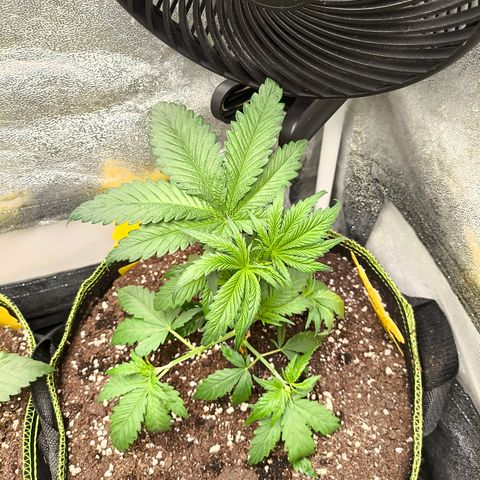 GG4 Sherbet FF growlog timeline photo
