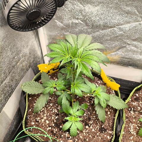 Purple Lemonade FF growlog timeline photo