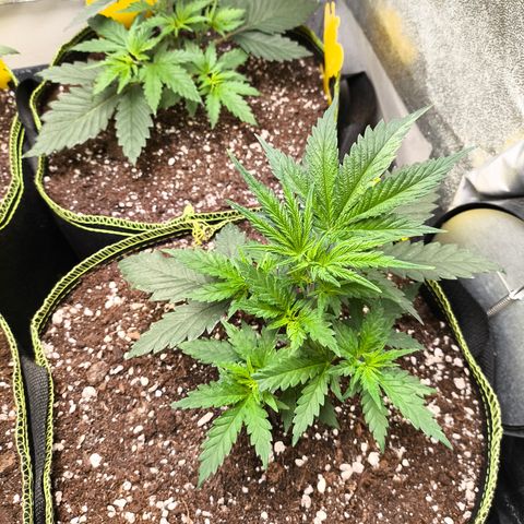 Gorilla Cookies FF growlog timeline photo