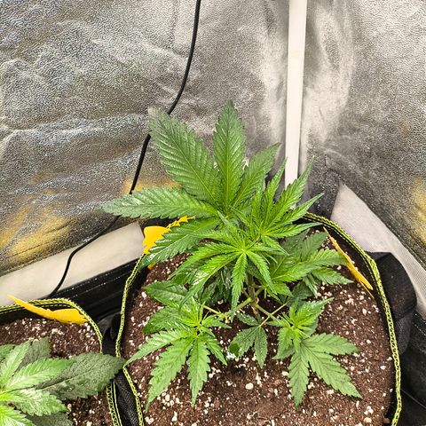 GG4 Sherbet FF growlog timeline photo