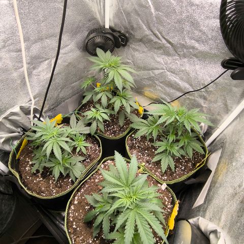 Tropicana Cookies FF growlog timeline photo