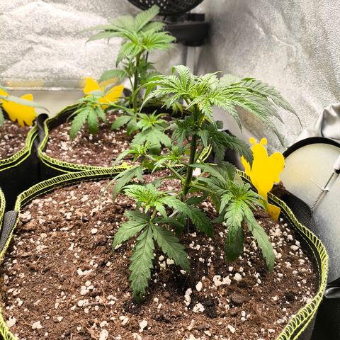 Gorilla Cookies FF growlog timeline photo