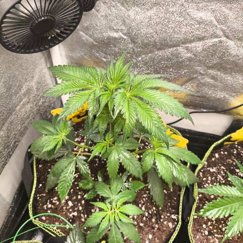 Purple Lemonade FF growlog timeline photo