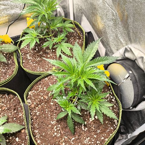 Gorilla Cookies FF growlog timeline photo