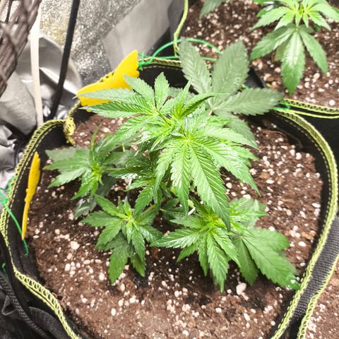 Tropicana Cookies FF growlog timeline photo
