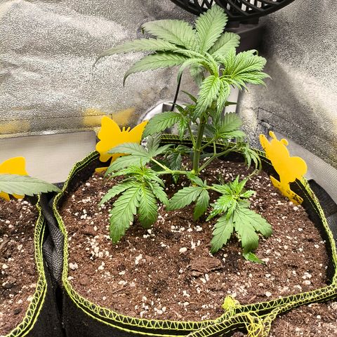 GG4 Sherbet FF growlog timeline photo