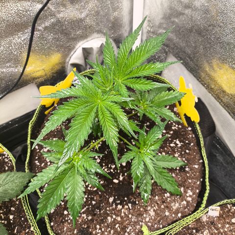 GG4 Sherbet FF growlog timeline photo