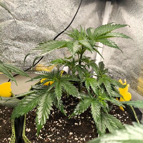 GG4 Sherbet FF growlog timeline photo