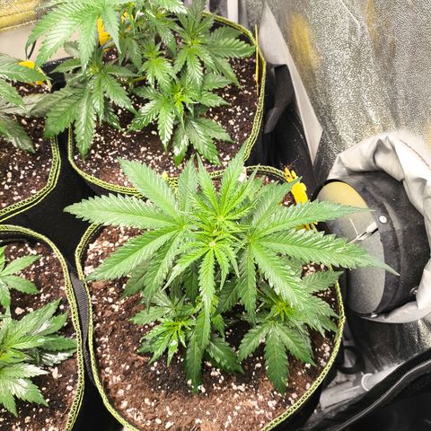 Gorilla Cookies FF growlog timeline photo