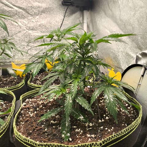 Gorilla Cookies FF growlog timeline photo