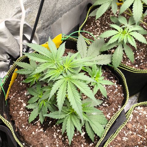 Tropicana Cookies FF growlog timeline photo