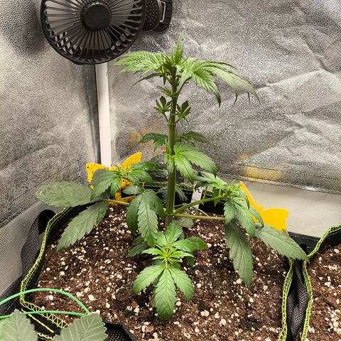 Purple Lemonade FF growlog timeline photo