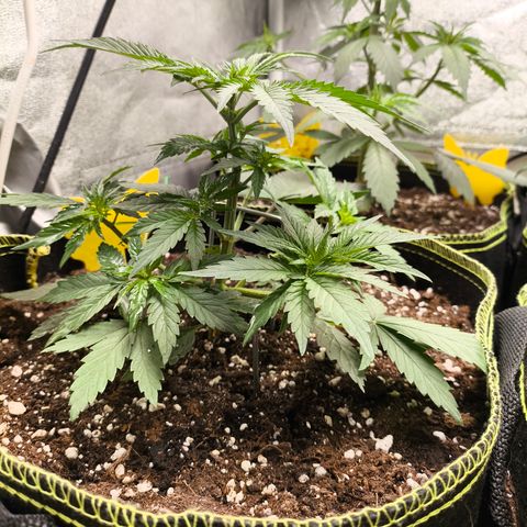 Tropicana Cookies FF growlog timeline photo