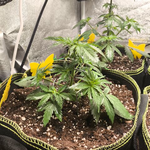 Tropicana Cookies FF growlog timeline photo