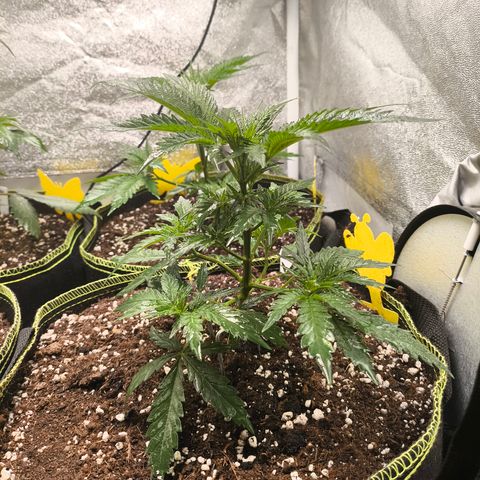 Gorilla Cookies FF growlog timeline photo