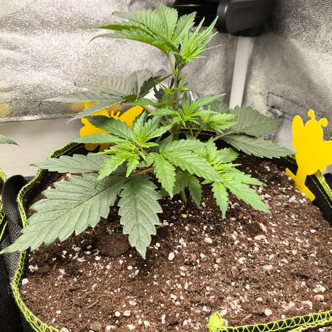 GG4 Sherbet FF growlog timeline photo
