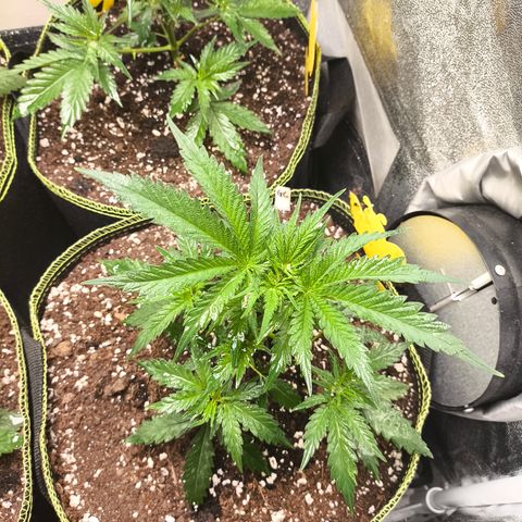 Gorilla Cookies FF growlog timeline photo