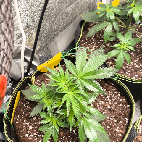 Tropicana Cookies FF growlog timeline photo