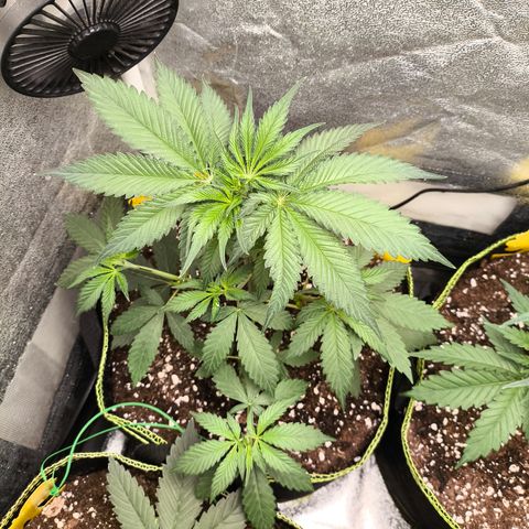 Purple Lemonade FF growlog timeline photo