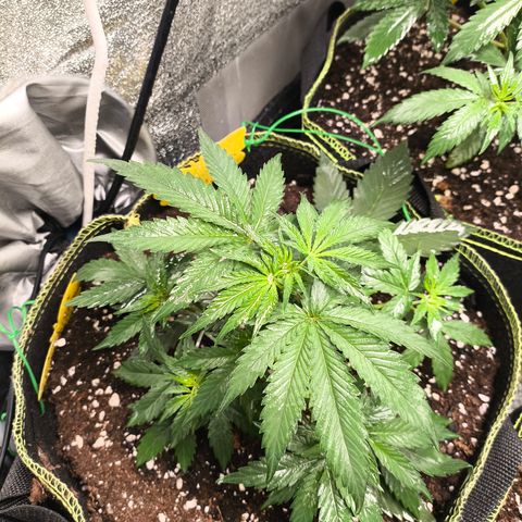 Tropicana Cookies FF growlog timeline photo