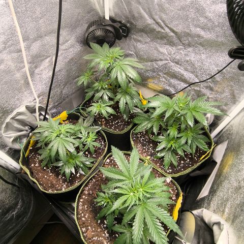 Tropicana Cookies FF growlog timeline photo