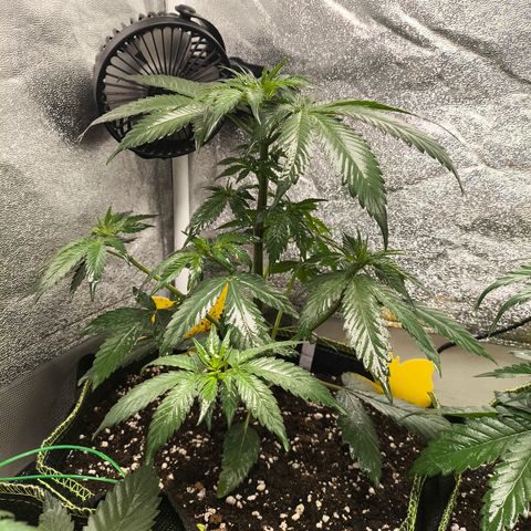 Purple Lemonade FF growlog timeline photo