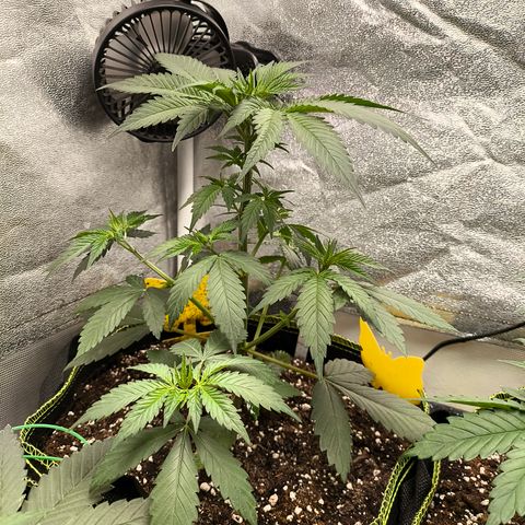 Purple Lemonade FF growlog timeline photo