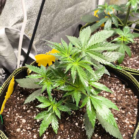 Tropicana Cookies FF growlog timeline photo
