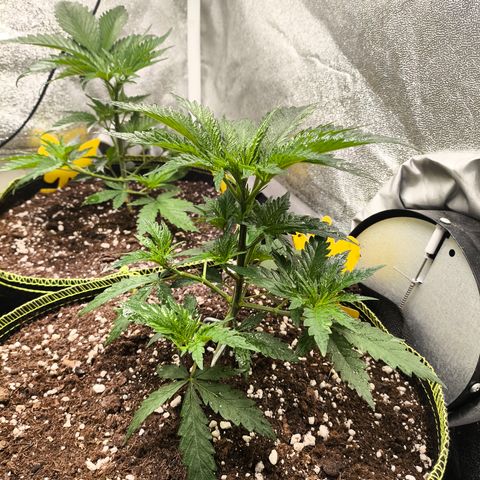Gorilla Cookies FF growlog timeline photo