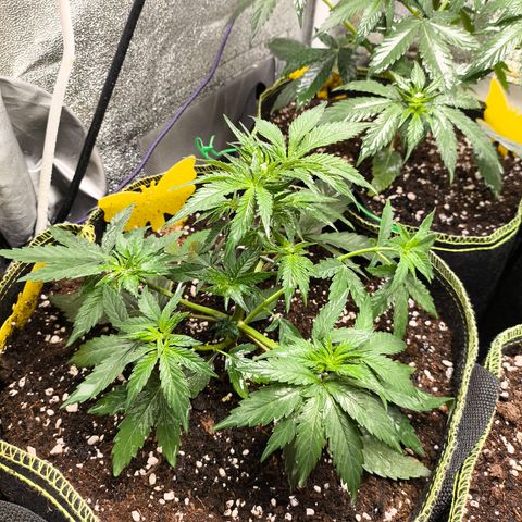 Tropicana Cookies FF growlog timeline photo