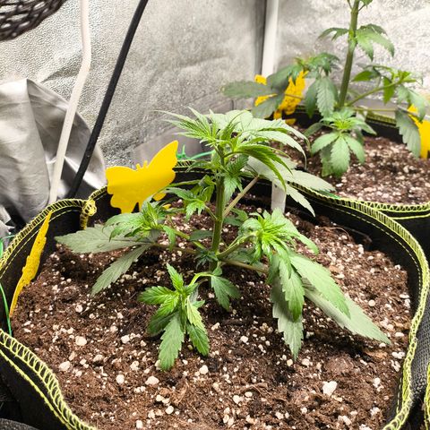 Tropicana Cookies FF growlog timeline photo
