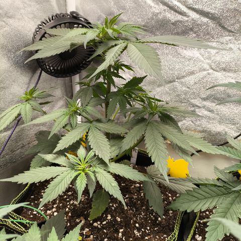Purple Lemonade FF growlog timeline photo