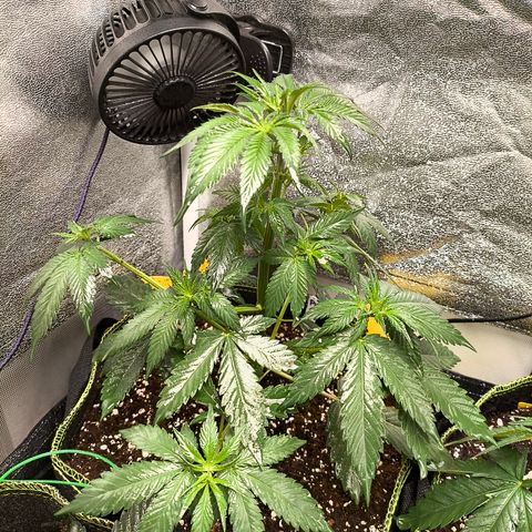 Purple Lemonade FF growlog timeline photo