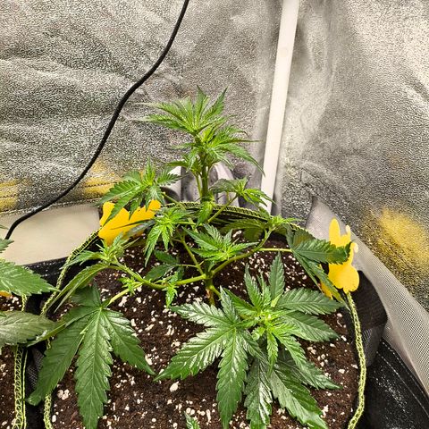 GG4 Sherbet FF growlog timeline photo