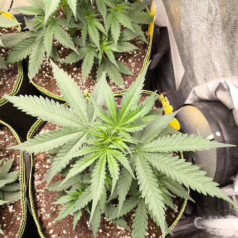 Gorilla Cookies FF growlog timeline photo