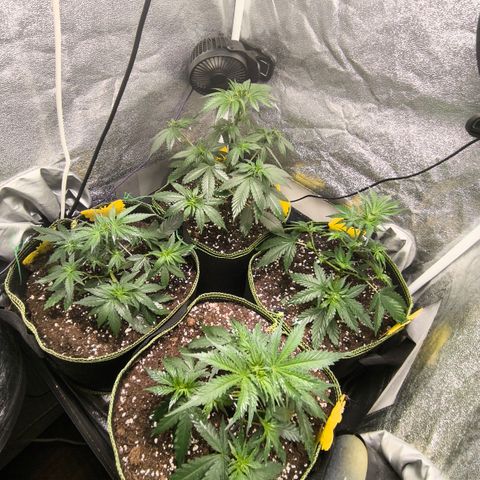 Tropicana Cookies FF growlog timeline photo