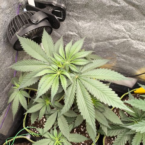 Purple Lemonade FF growlog timeline photo