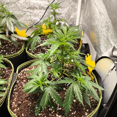 Gorilla Cookies FF growlog timeline photo