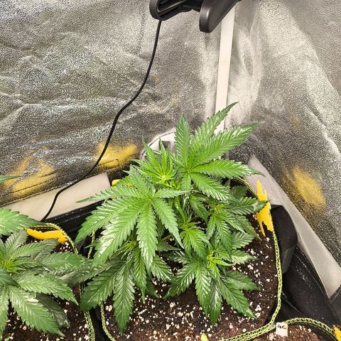 GG4 Sherbet FF growlog timeline photo
