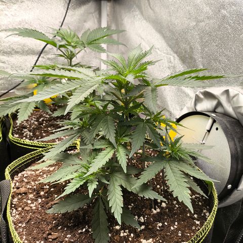 Gorilla Cookies FF growlog timeline photo