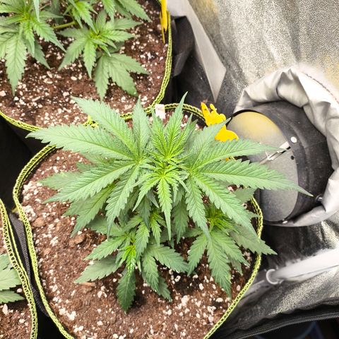 Gorilla Cookies FF growlog timeline photo