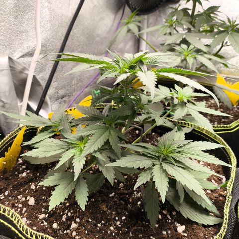 Tropicana Cookies FF growlog timeline photo
