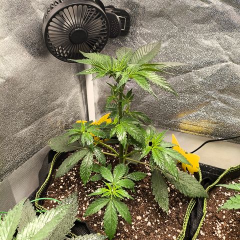 Purple Lemonade FF growlog timeline photo