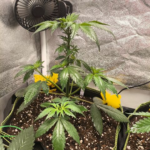 Purple Lemonade FF growlog timeline photo