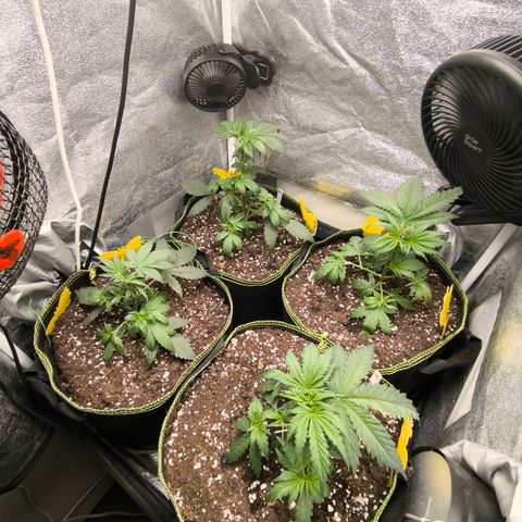 Tropicana Cookies FF growlog timeline photo